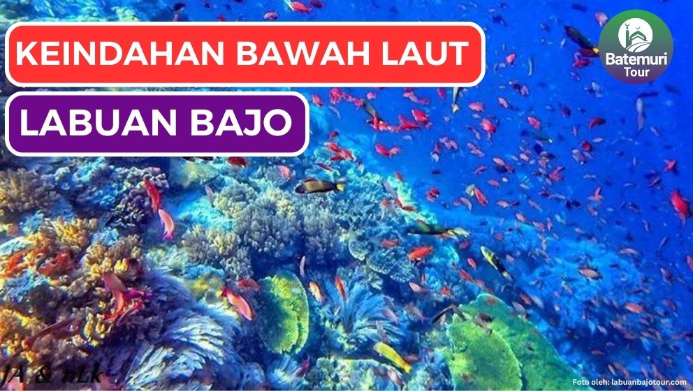 Aktivitas Seru di Labuan Bajo, Surga bagi Pecinta Diving & Snorkeling